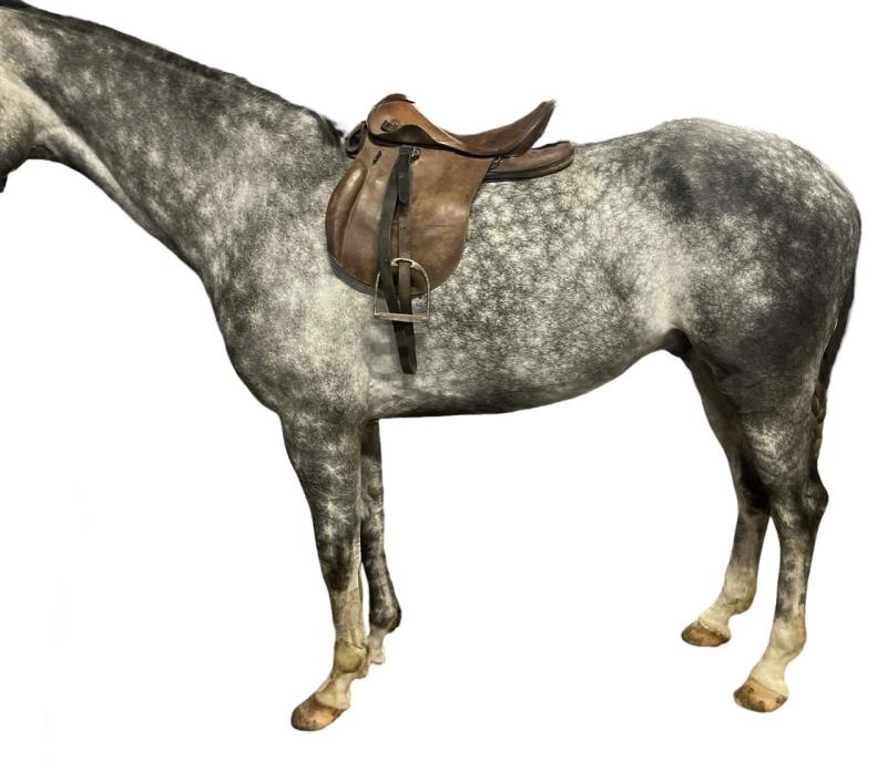 Wehrmacht Cavalry Horse Saddle
